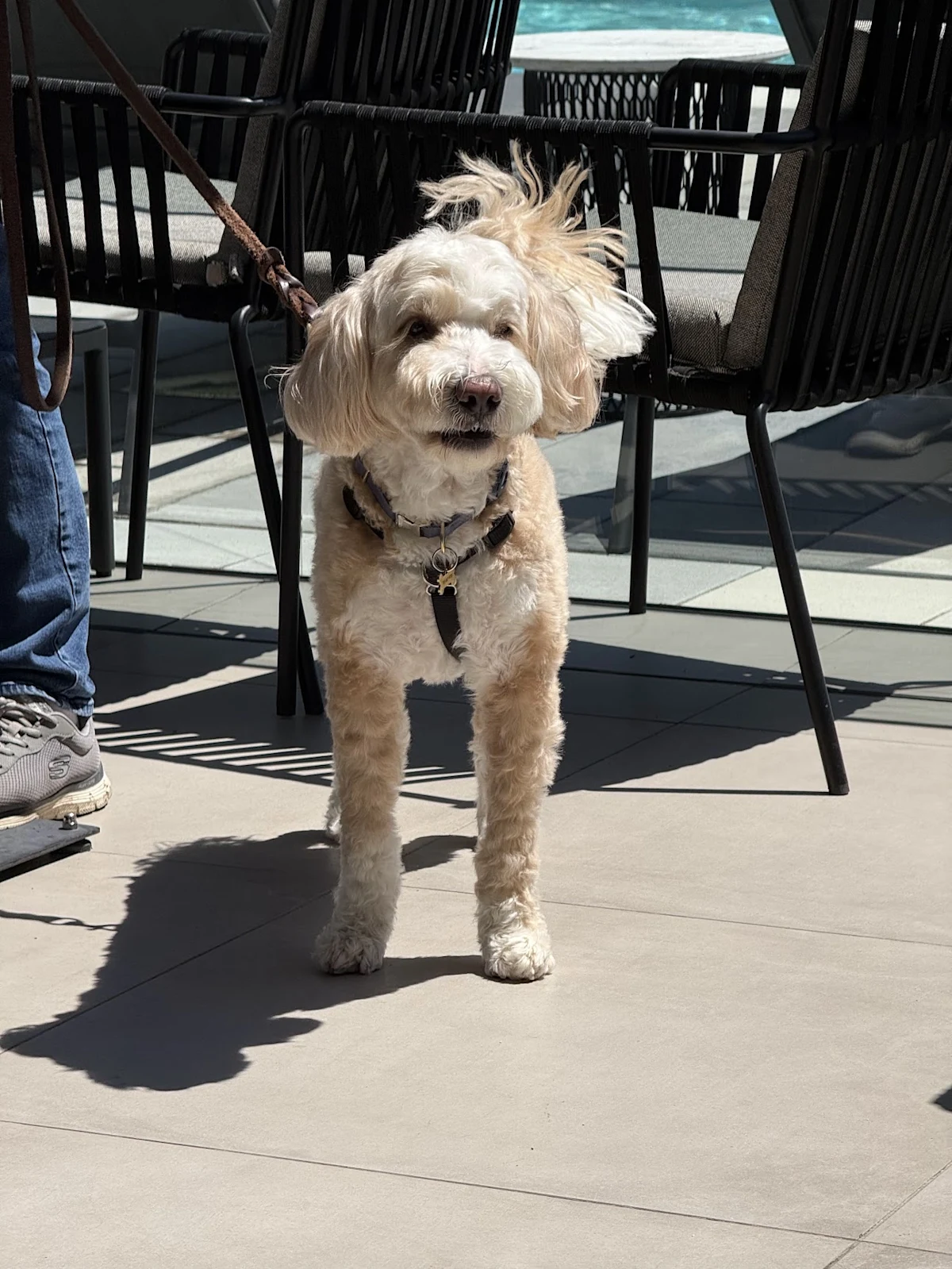 A cream-colored dog on a sunny patio.